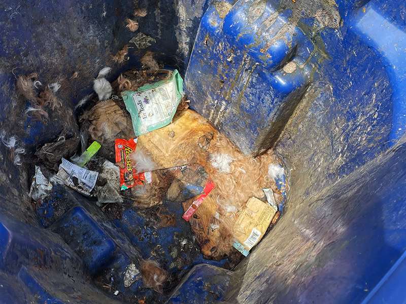 Foul Odors in Trash Bin before Cleaning