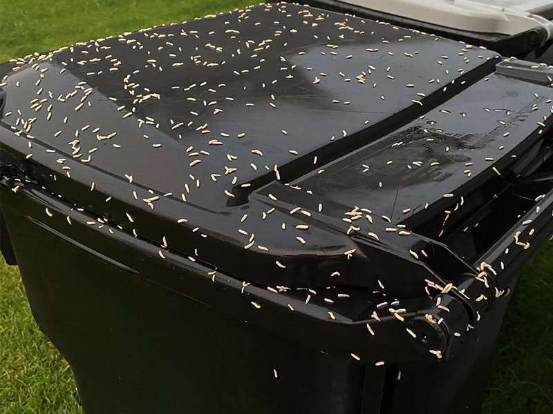 Maggots in a dirty trash can that needs to be cleaned